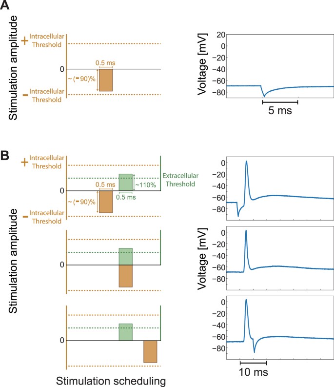 research articles about neurons figure 6