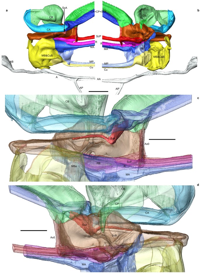 New Insights On Basivenal Sclerites Using 3d Tools And Homology Of Wing Veins In Odonatoptera Insecta Scientific Reports