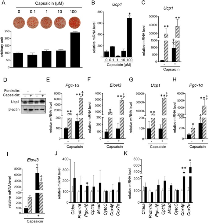 Supra-pharmacological concentration of capsaicin stimulates brown  adipogenesis through induction of endoplasmic reticulum stress | Scientific  Reports