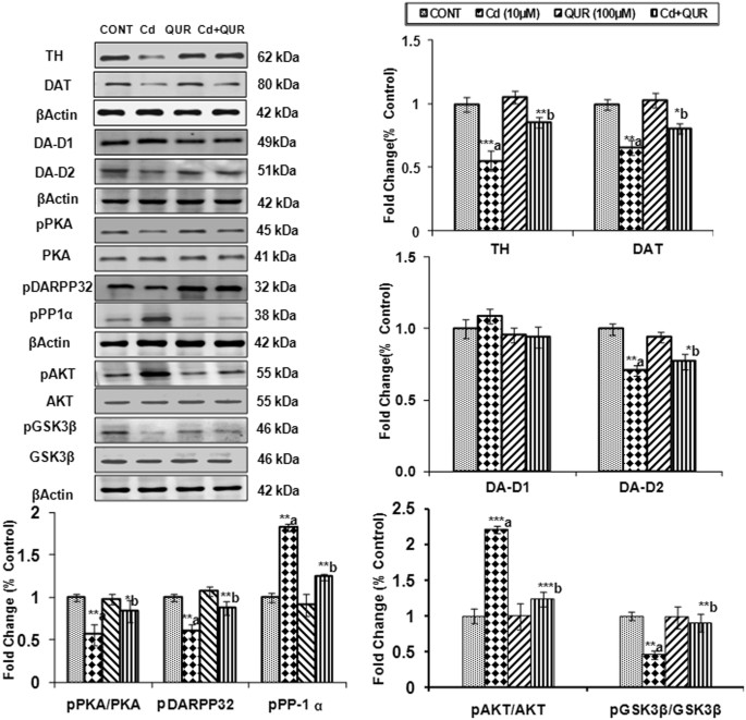 Involvement of PKA/DARPP-32/PP1α and β- arrestin/Akt/GSK-3β Signaling in  Cadmium-Induced DA-D2 Receptor-Mediated Motor Dysfunctions: Protective Role  of Quercetin | Scientific Reports