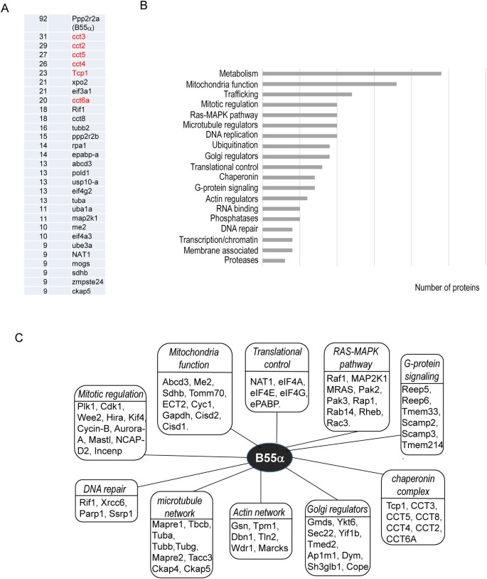 Protein Interactomes Of Protein Phosphatase 2a B55 Regulatory Subunits Reveal B55 Mediated Regulation Of Replication Protein A Under Replication Stress Scientific Reports