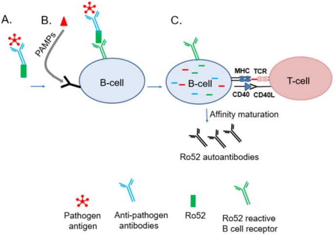Autoantibodies against the Immunoglobulin-Binding Region of Ro52 Link its  Autoantigenicity with Pathogen Neutralization | Scientific Reports