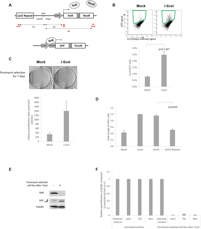 rna dna helicase senataxin