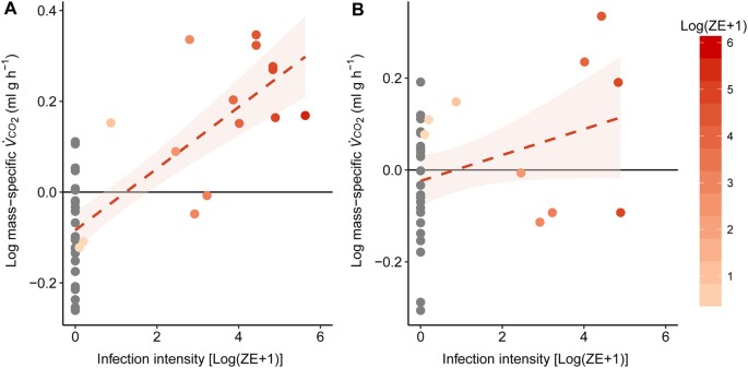 Body Size Influences Energetic And Osmoregulatory Costs In Frogs Infected With Batrachochytrium Dendrobatidis Scientific Reports