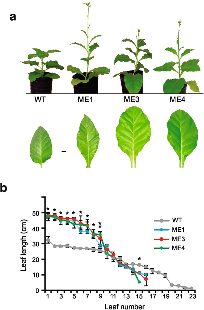 Improved water use efficiency and shorter life cycle of Nicotiana tabacum  due to modification of guard and vascular companion cells | Scientific  Reports