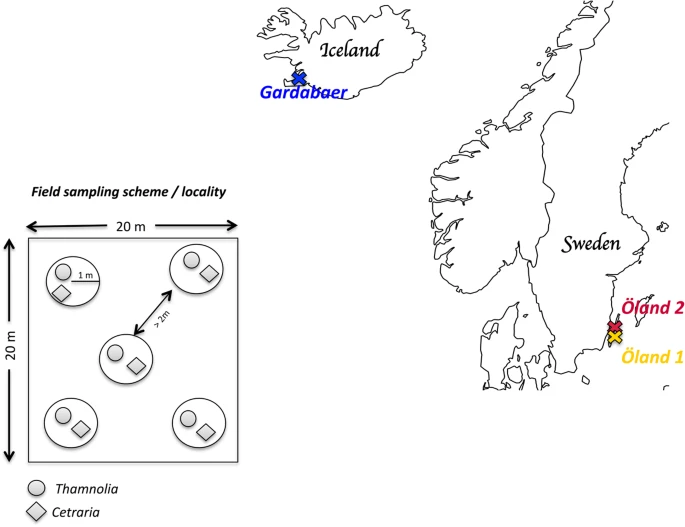 Sharing of photobionts in sympatric populations of Thamnolia and Cetraria lichens: evidence from high-throughput sequencing