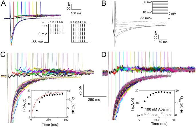 Coupling Of Sk Channels L Type Ca 2 Channels And Ryanodine Receptors In Cardiomyocytes Scientific Reports