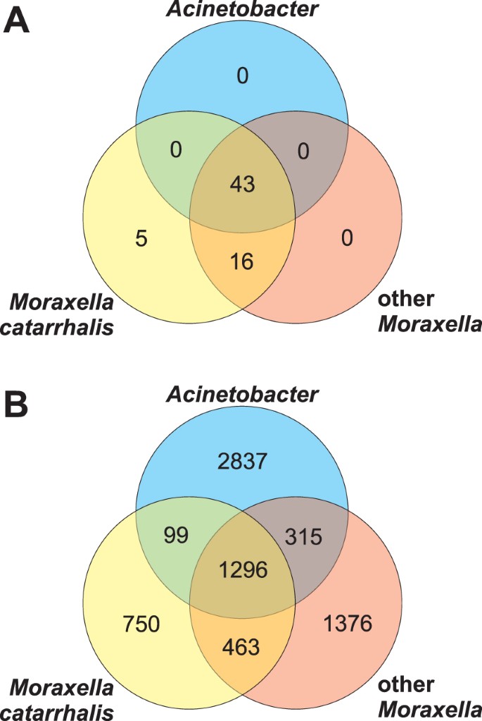 Virulence factors of Moraxella catarrhalis outer membrane vesicles are  major targets for cross-reactive antibodies and have adapted during  evolution | Scientific Reports