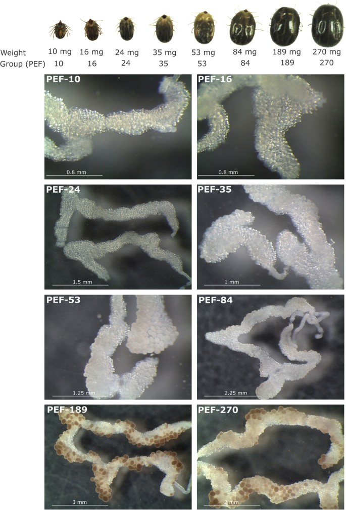 A Proteomic Insight Into Vitellogenesis During Tick Ovary Maturation Scientific Reports<script async src=