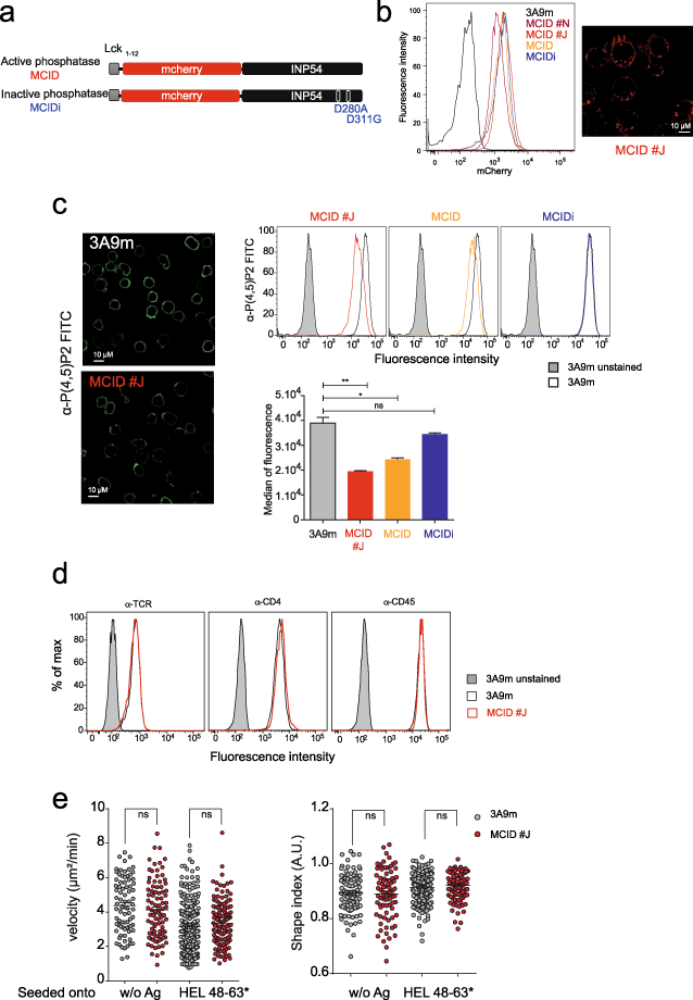Phosphoinositides Regulate The Tcr Cd3 Complex Membrane Dynamics And Activation Scientific Reports