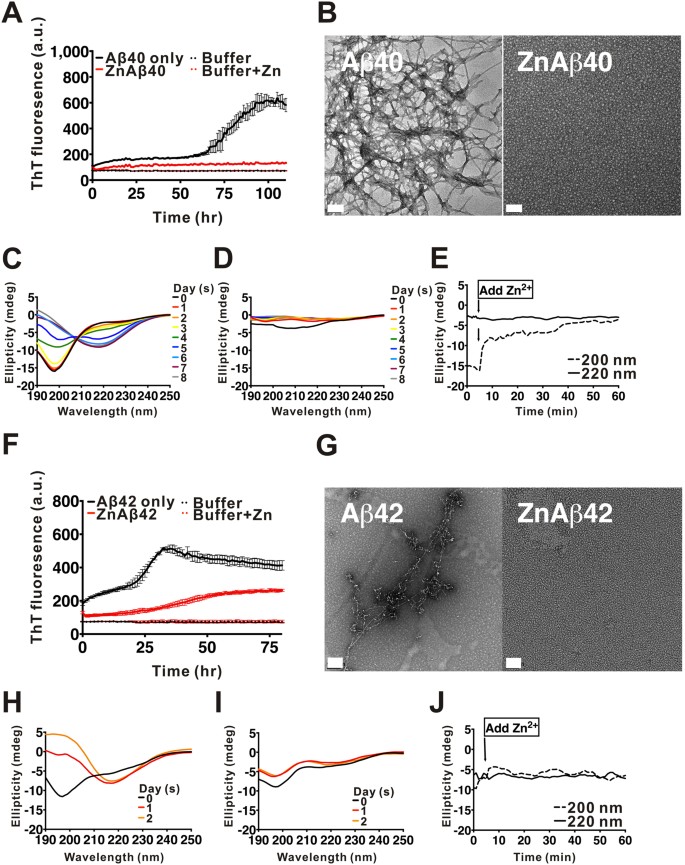 Zinc Ion Rapidly Induces Toxic Off Pathway Amyloid B Oligomers Distinct From Amyloid B Derived Diffusible Ligands In Alzheimer S Disease Scientific Reports