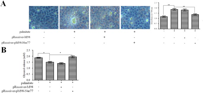 Retracted Article The Nuclear Orphan Receptor Nur77 Alleviates Palmitate Induced Fat Accumulation By Down Regulating G0s2 In Hepg2 Cells Scientific Reports