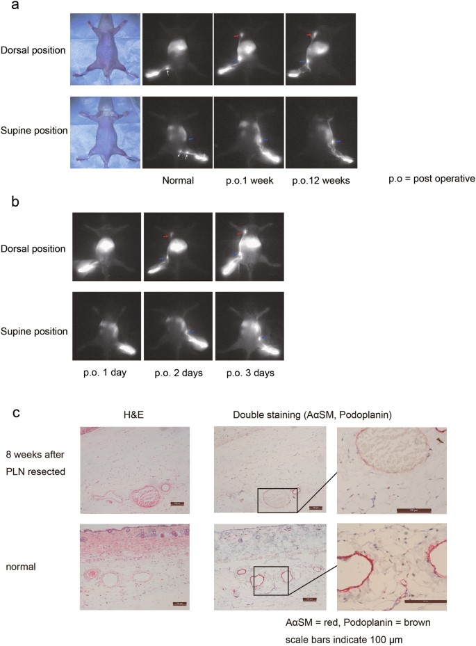 Development Of A Mouse Model For The Visual And Quantitative Assessment Of Lymphatic Trafficking And Function By In Vivo Imaging Scientific Reports