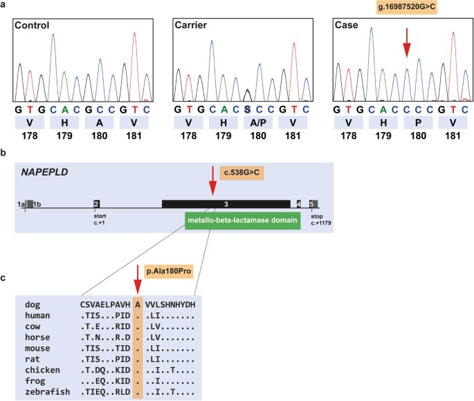 Canine Napepld Associated Models Of Human Myelin Disorders Scientific Reports
