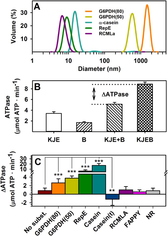Activation Of The Dnak Clpb Complex Is Regulated By The Properties Of The Bound Substrate Scientific Reports