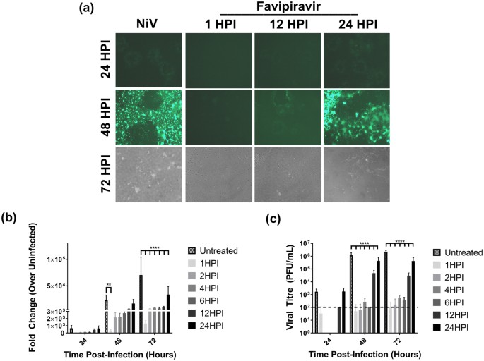 Favipiravir T 705 Protects Against Nipah Virus Infection In The Hamster Model Scientific Reports