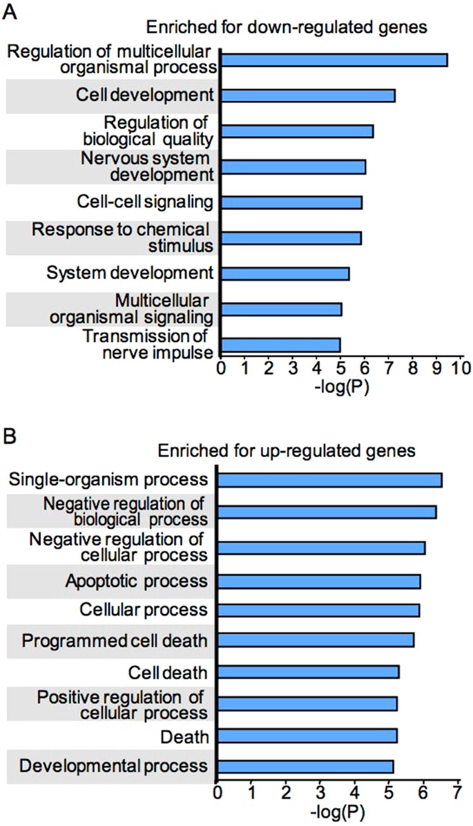Effect Of Bmi1 Over Expression On Gene Expression In Adult And Embryonic Murine Neural Stem Cells Scientific Reports