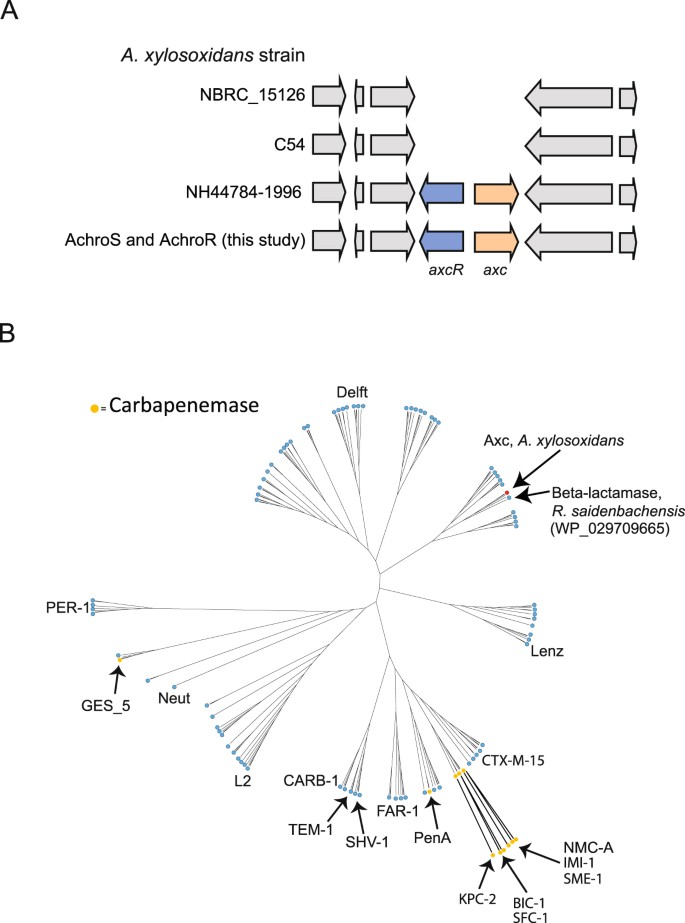 Proteomic Identification Of Axc A Novel Beta Lactamase With Carbapenemase Activity In A Meropenem Resistant Clinical Isolate Of Achromobacter Xylosoxidans Scientific Reports