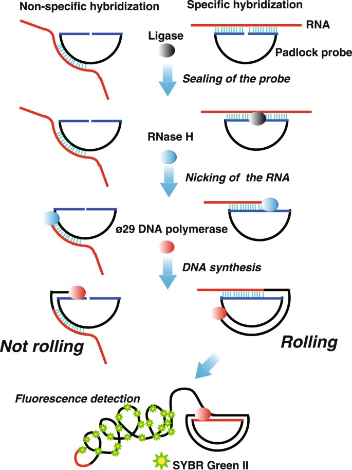 Rnase H Assisted Rna Primed Rolling Circle Amplification For Targeted Rna Sequence Detection Scientific Reports