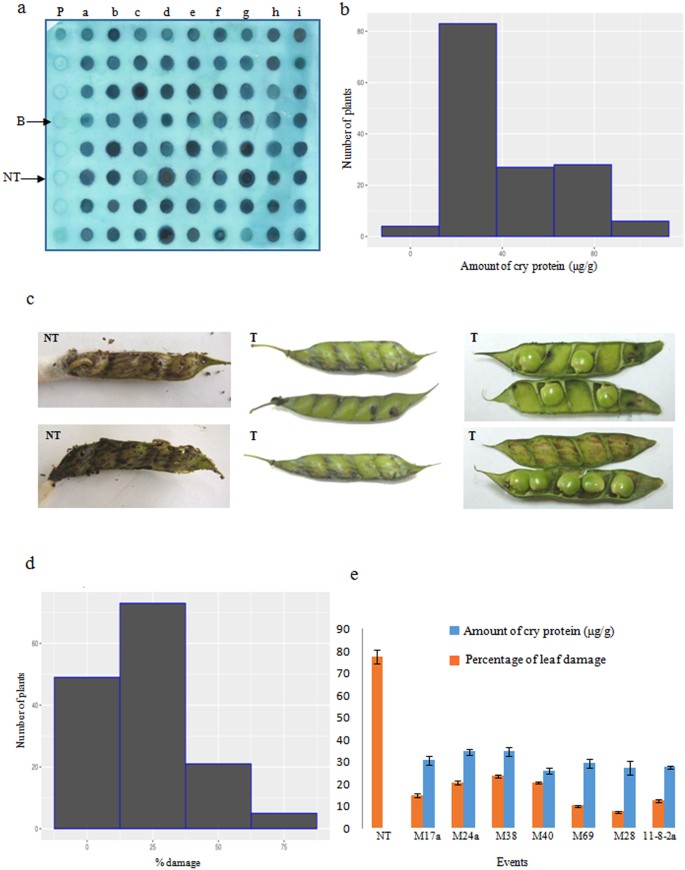 Expression Of Cry2aa A Bacillus Thuringiensis Insecticidal Protein In Transgenic Pigeon Pea Confers Resistance To Gram Pod Borer Helicoverpa Armigera Scientific Reports
