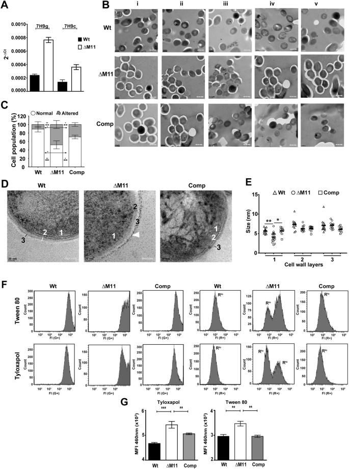 Phospholipid homeostasis, membrane tenacity and survival of Mtb in 