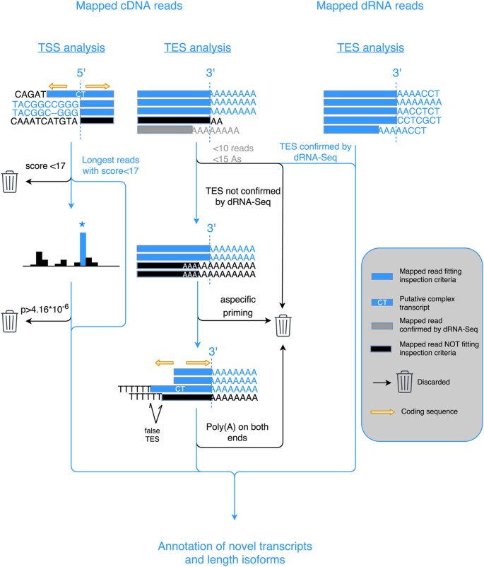 Third-generation Sequencing Reveals Extensive Polycistronism and  Transcriptional Overlapping in a Baculovirus | Scientific Reports