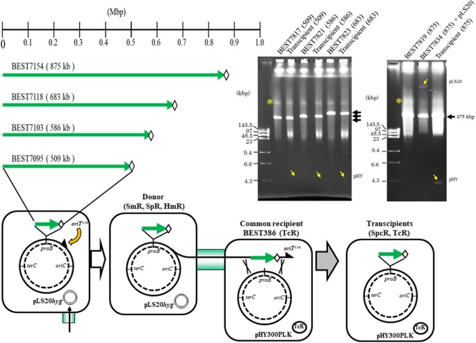 bacillus subtilis genome