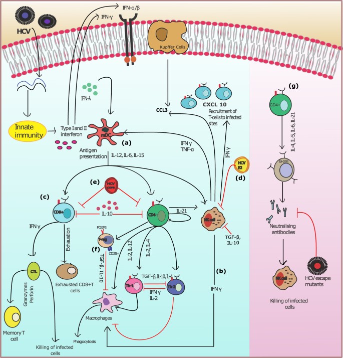 Model Of The Adaptive Immune Response System Against Hcv Infection Reveals Potential Immunomodulatory Agents For Combination Therapy Scientific Reports