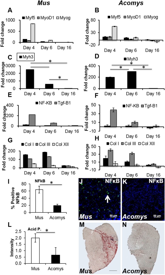 Perfect Chronic Skeletal Muscle Regeneration In Adult Spiny Mice Acomys Cahirinus Scientific Reports