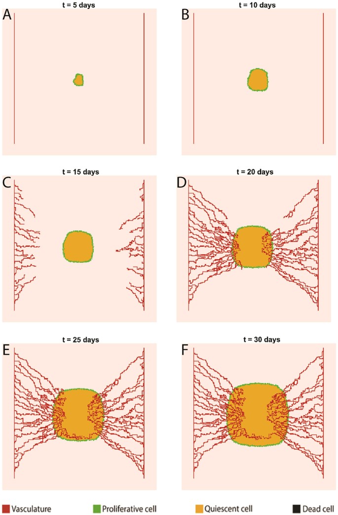 Mathematical Modeling Of The Function Of Warburg Effect In Tumor Microenvironment Scientific Reports Mathematical Modeling Of The Function Of Warburg Effect In Tumor Microenvironment Scientific Reports