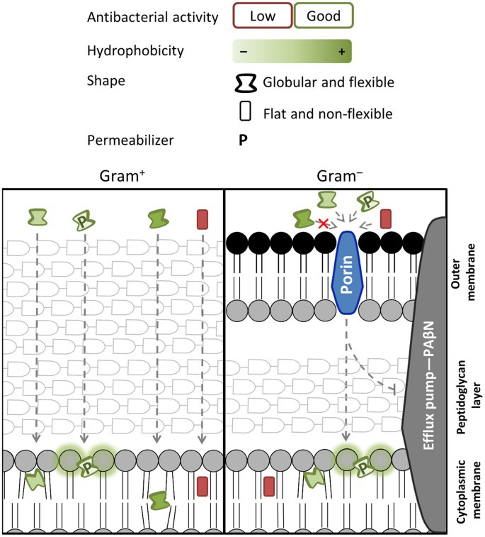 Prenylated Phenolic Compounds from the Aerial Parts of Glycyrrhiza