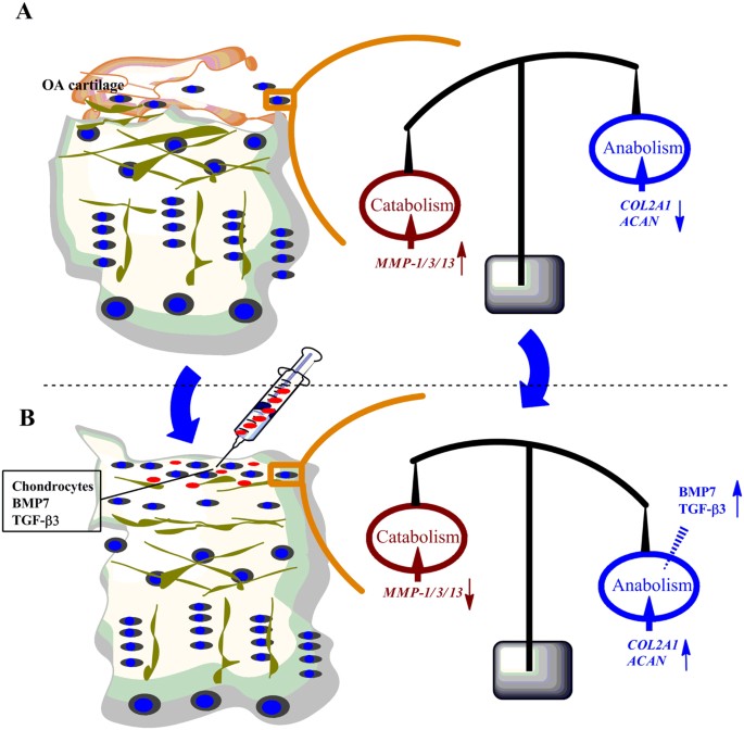 Co-treatment of TGF-β3 and BMP7 is superior in stimulating chondrocyte  redifferentiation in both hypoxia and normoxia compared to single  treatments | Scientific Reports