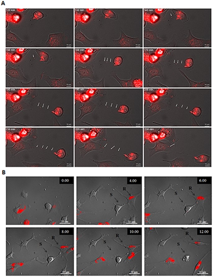 Chemotherapy Induced Tunneling Nanotubes Mediate Intercellular Drug Efflux In Pancreatic Cancer Scientific Reports