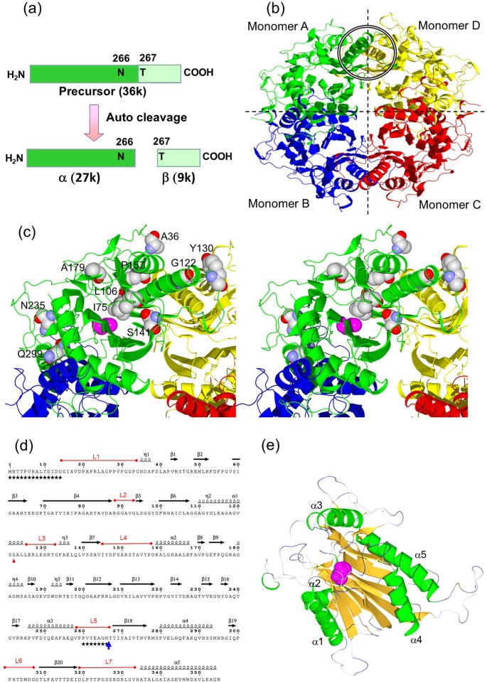 Structural Basis Of The Correct Subunit Assembly Aggregation And Intracellular Degradation Of Nylon Hydrolase Scientific Reports