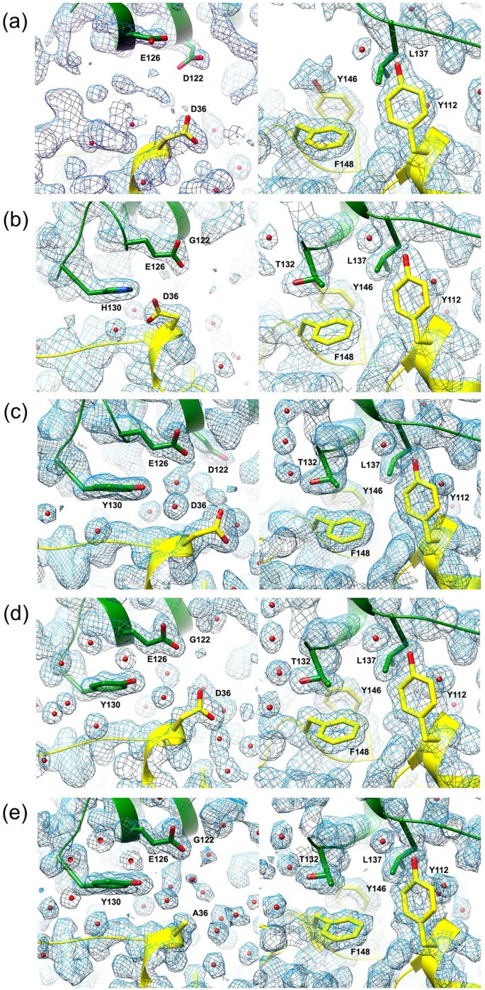 Structural Basis Of The Correct Subunit Assembly Aggregation And Intracellular Degradation Of Nylon Hydrolase Scientific Reports