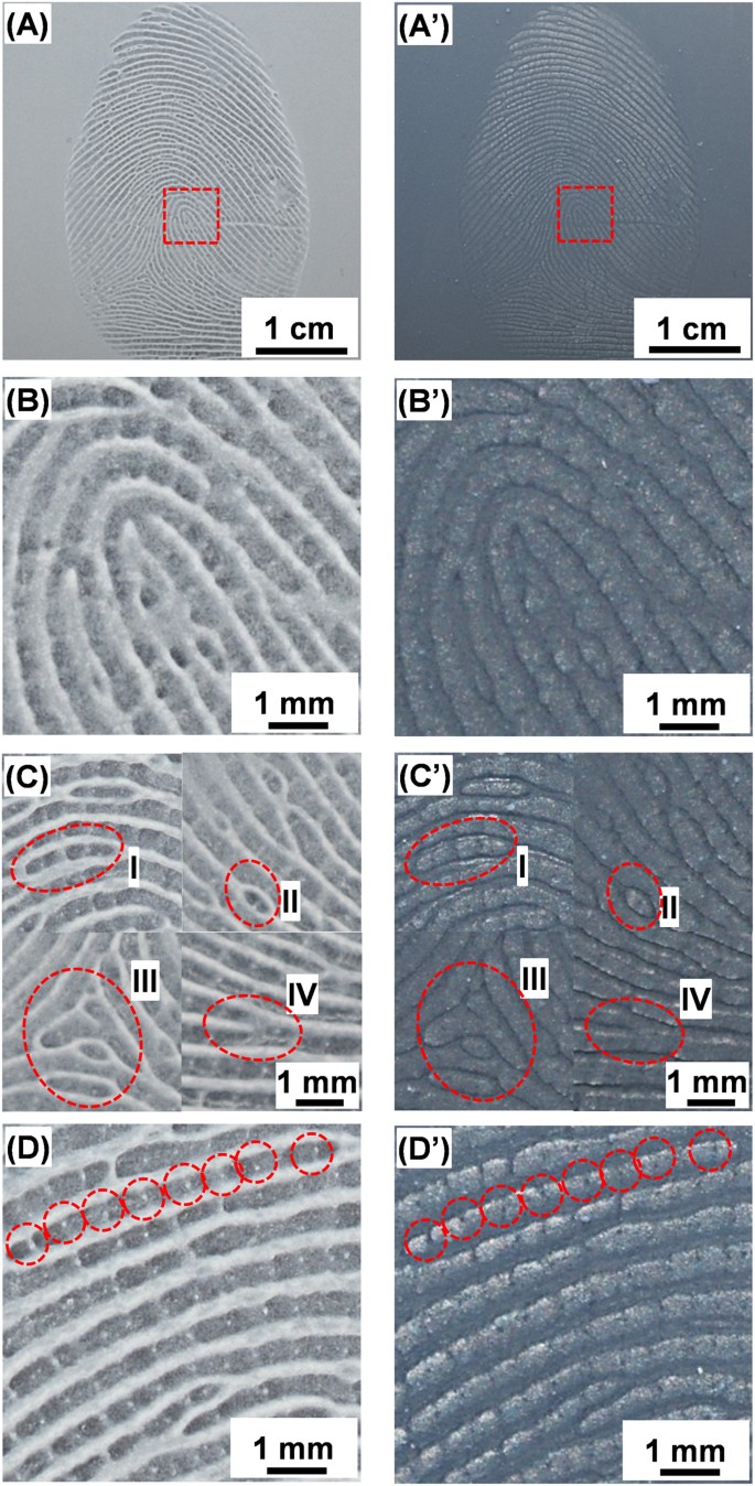 3D chromatographic fingerprint analysis of the CVM B307 by using