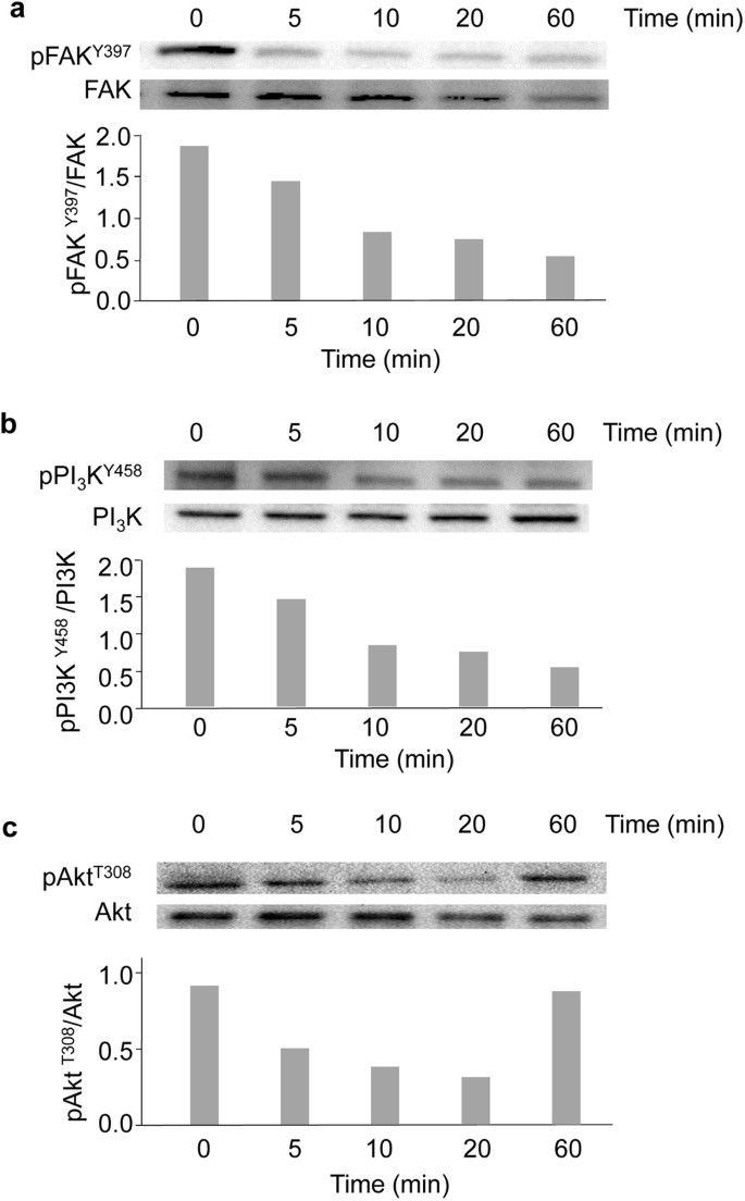 Conformation Dependent Binding Of A Tetrastatin Peptide To A V B 3 Integrin Decreases Melanoma Progression Through Fak Pi 3 K Akt Pathway Inhibition Scientific Reports