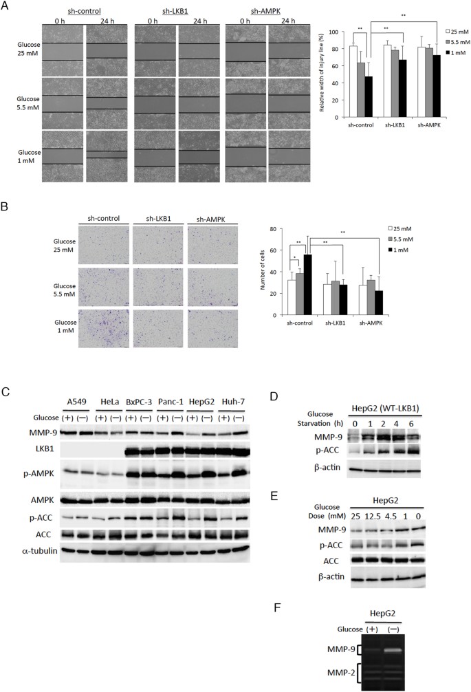 Sensors Free Full Text Matrix Metalloproteinase 9 Mmp 9 As A Cancer Biomarker And Mmp 9 Biosensors Recent Advances Html