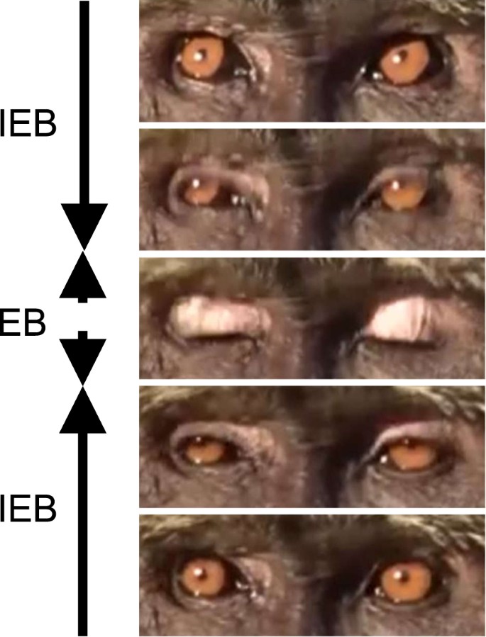 Group Size Effects On Inter Blink Interval As An Indicator Of Antipredator Vigilance In Wild Baboons Scientific Reports Group Size Effects On Inter Blink Interval As An Indicator Of Antipredator Vigilance In Wild Baboons Scientific Reports