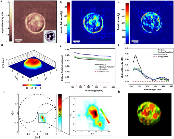 Ultraviolet Hyperspectral Interferometric Microscopy | Scientific Reports