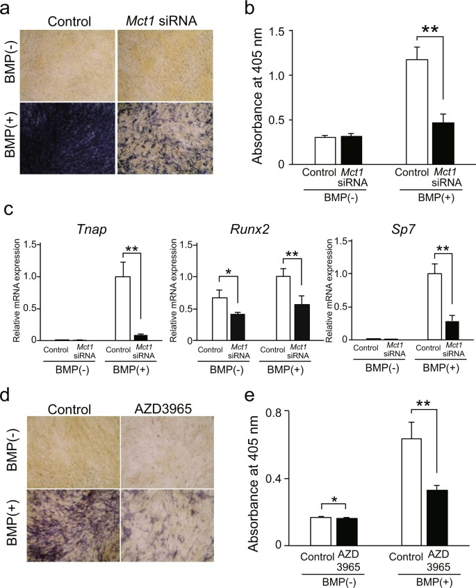 Monocarboxylate Transporter 1 Promotes Osteoblast - 