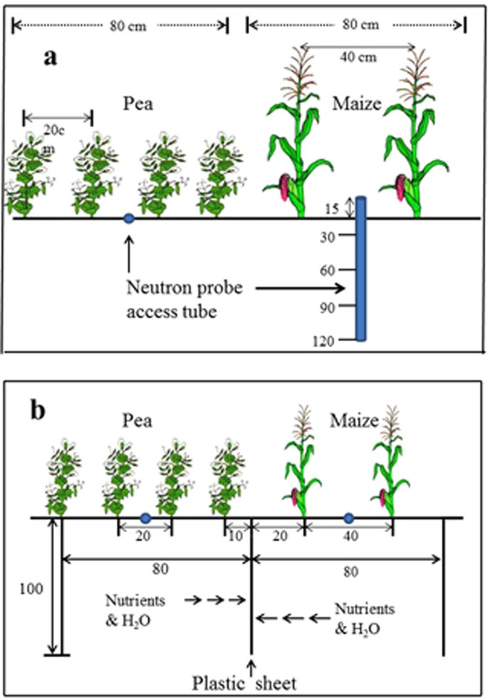 Enhancing systems productivity and water use efficiency coordinated soil water and compensation in strip-intercropping Scientific Reports