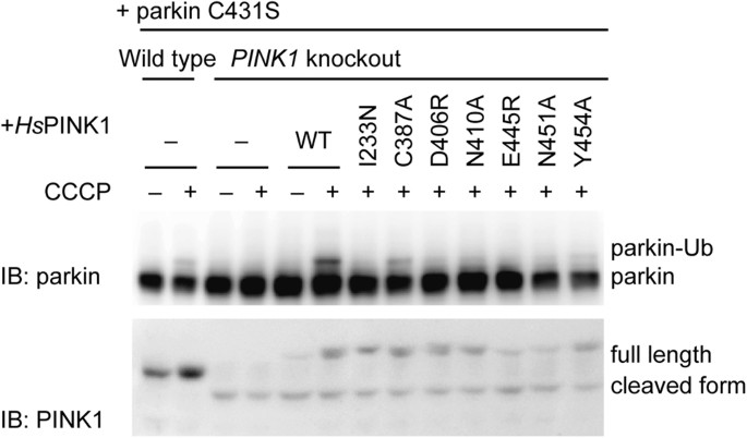 Structural Insights Into Ubiquitin Phosphorylation By Pink1 Scientific Reports Structural Insights Into Ubiquitin Phosphorylation By Pink1 Scientific Reports