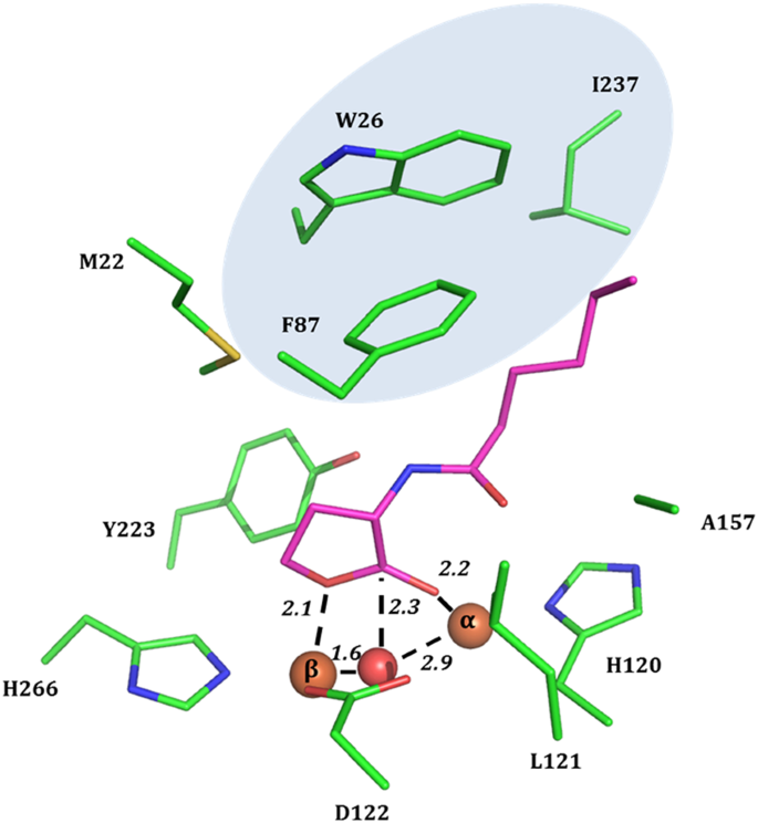 Comparison of AaL active site with AiiA, AiiB, and AidC. (A)