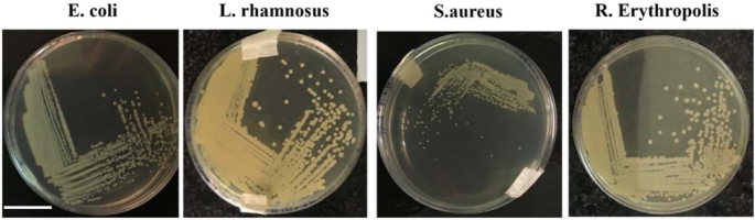 Detection And Discrimination Of Bacterial Colonies With Mueller Matrix Imaging Scientific Reports Detection And Discrimination Of Bacterial Colonies With Mueller Matrix Imaging Scientific Reports