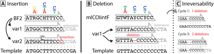 Slippage of degenerate primers can cause variation in amplicon length |  Scientific Reports