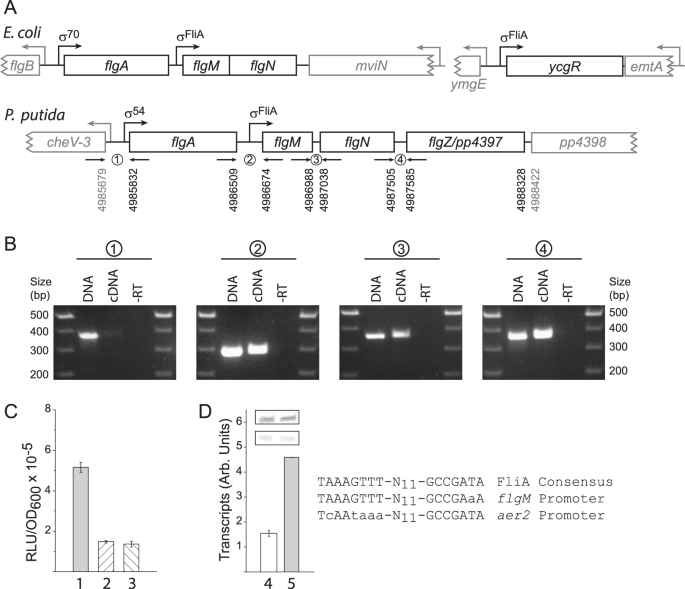 Pp4397 Flgz Provides The Link Between Pp2258 C Di Gmp Signalling And Altered Motility In Pseudomonas Putida Scientific Reports