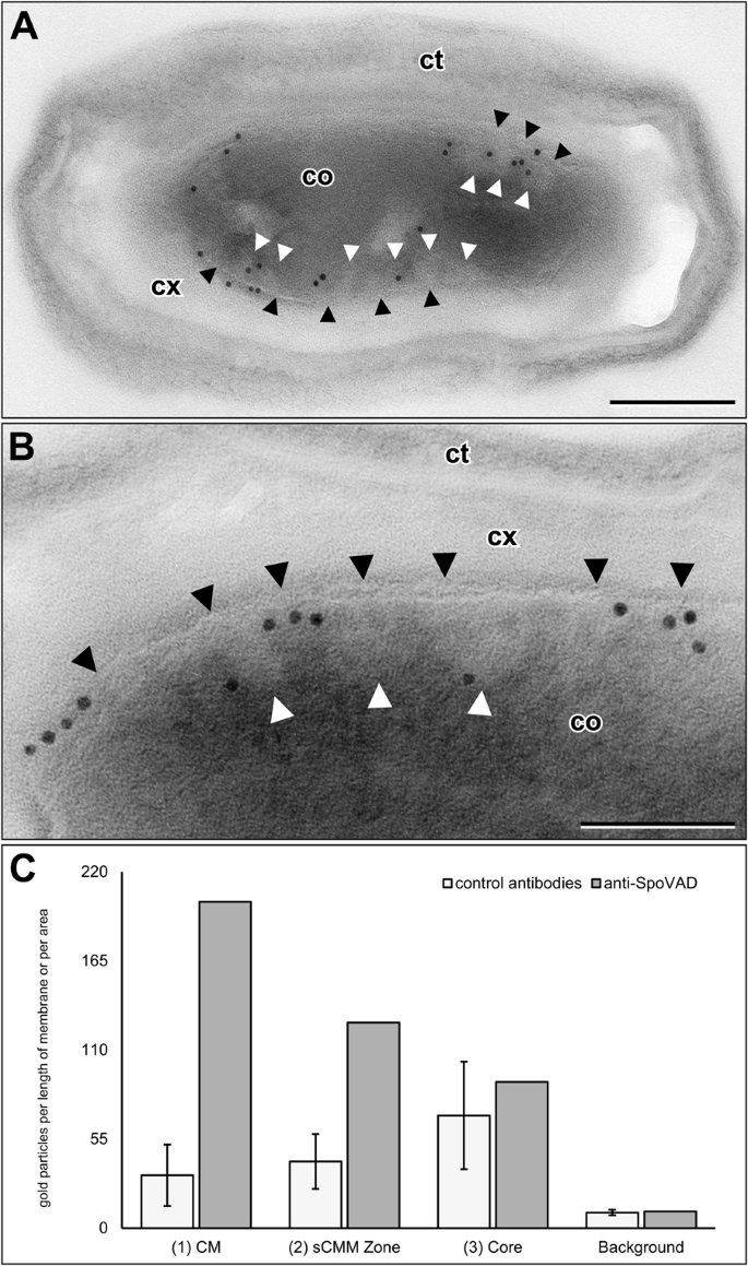 Intracellular membranes of bacterial endospores are reservoirs for spore  core membrane expansion during spore germination | Scientific Reports