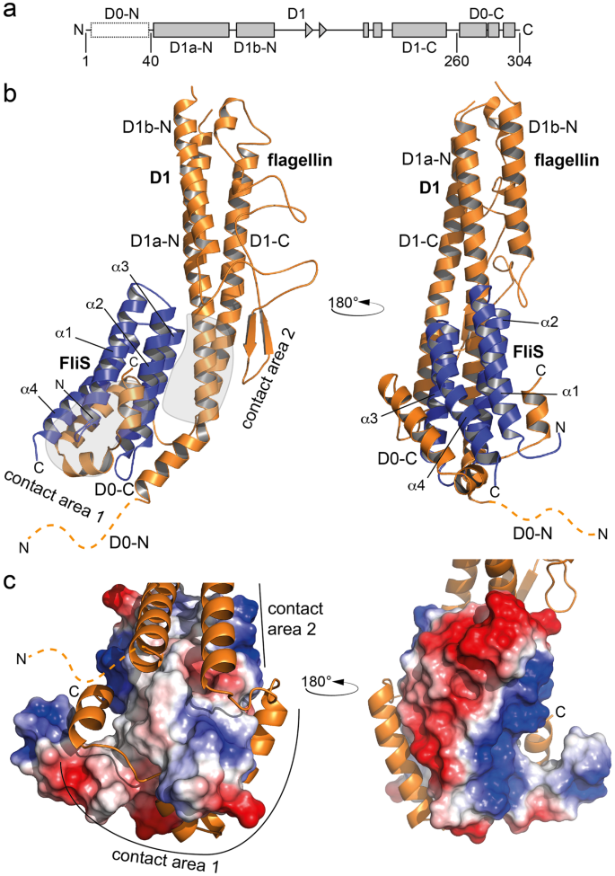 FliS/flagellin/FliW heterotrimer couples type III secretion and flagellin  homeostasis | Scientific Reports