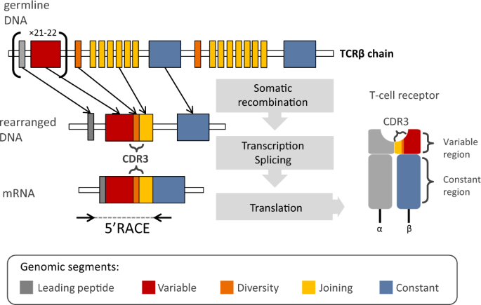 Profiling of the TCRβ repertoire in non-model species using high-throughput  sequencing | Scientific Reports
